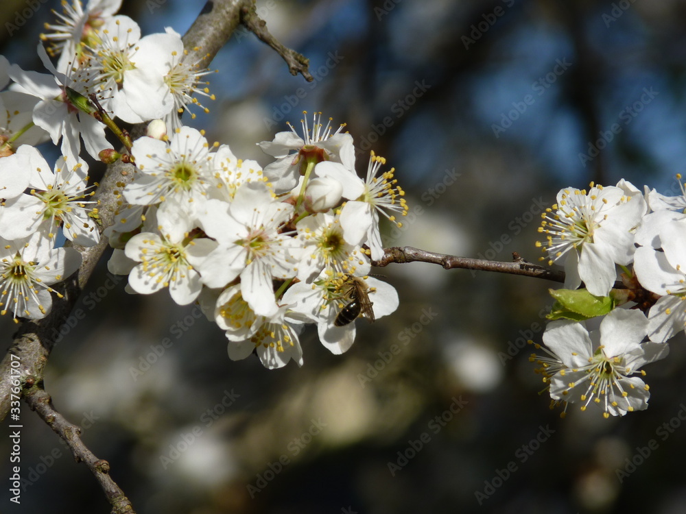 Obraz premium Flowers of fruit tree European plum Prunus domestica blossoming in the garden