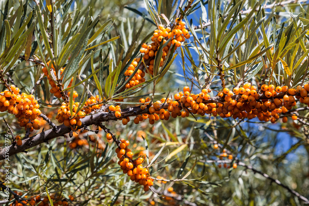 Sea buckthorn branches with ripe bright yellow berries Sea buckthorn branches with ripe bright yellow berries
