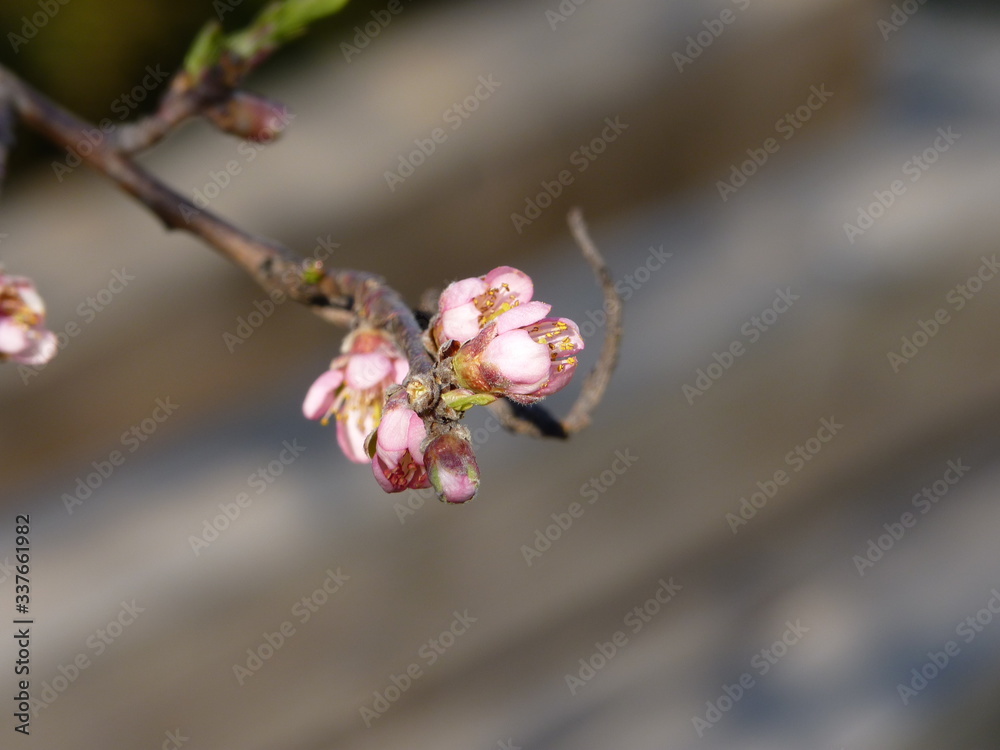 Peach Prunus persica flowers budding in the spring garden Peach Prunus persica flowers budding in the spring garden
