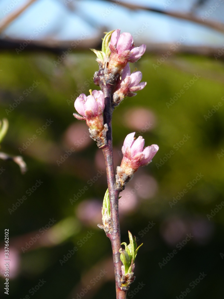 Peach Prunus persica flowers budding in the spring garden Peach Prunus persica flowers budding in the spring garden