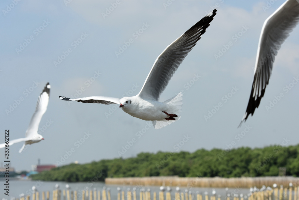 Seagulls flying over the sea. Pier on background Seagulls flying over the sea. Pier on background