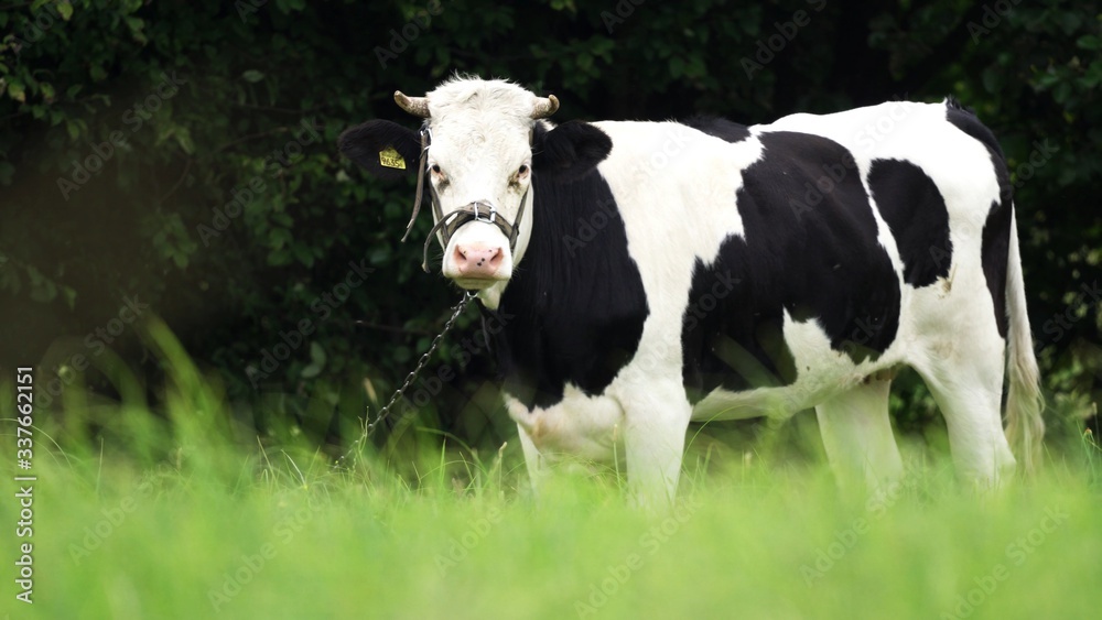 Milk cow on pasture, looking into the camera. Copy space,farming and production of dairy products Milk cow on pasture, looking into the camera. Copy space,farming and production of dairy products