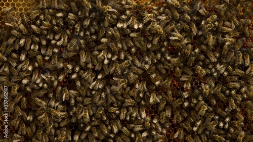 close up of bees on honeycomb in apiary