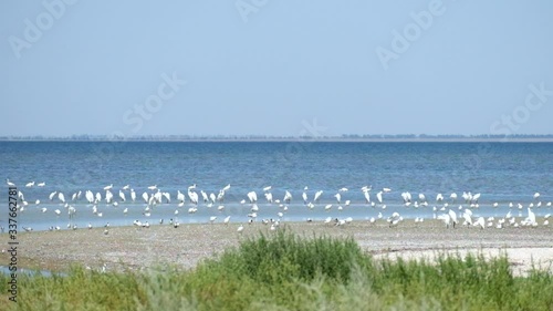 Large colony of great white heron on the shore of the Shagany Lagoon (Tuzlovski Lagoons National Park)