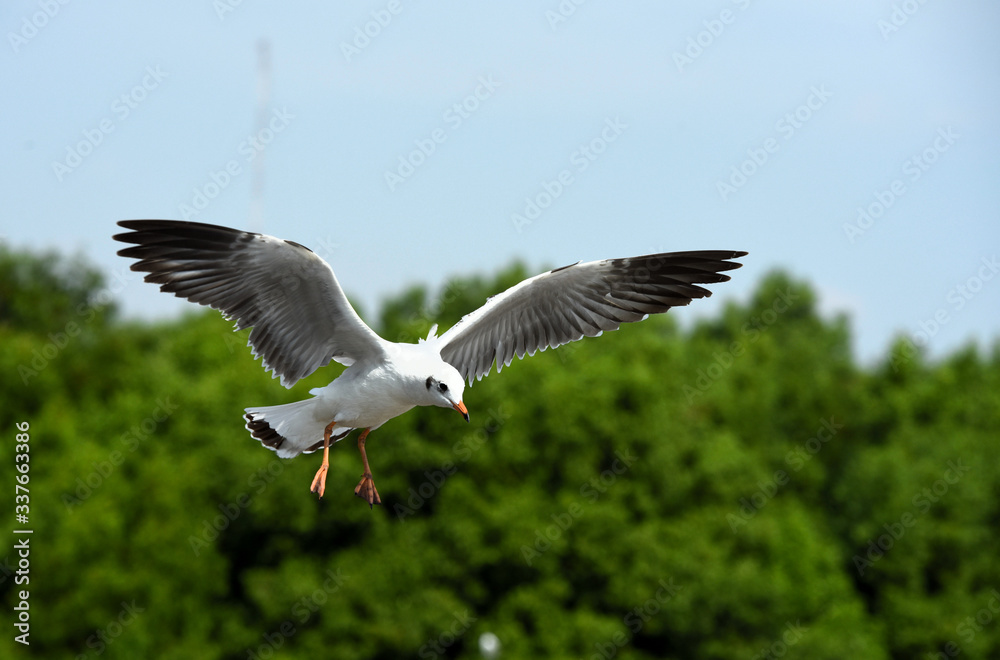 Seagulls flying over the sea. Pier on background Seagulls flying over the sea. Pier on background