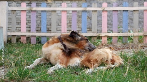 Homeless Borzoi dog breed with a bandage on his neck nibbles and licks a paw in order to get rid of fleas