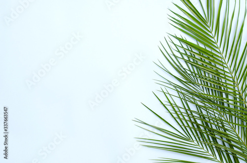 Three branches of palm trees on a blue background.