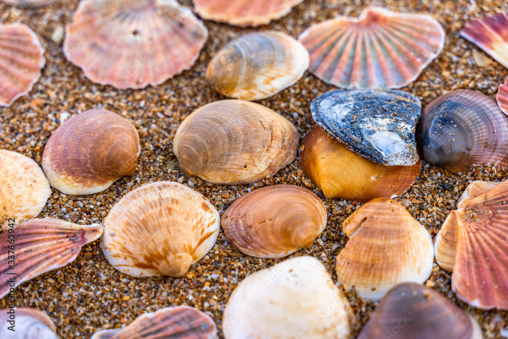 Sea shell on sand	