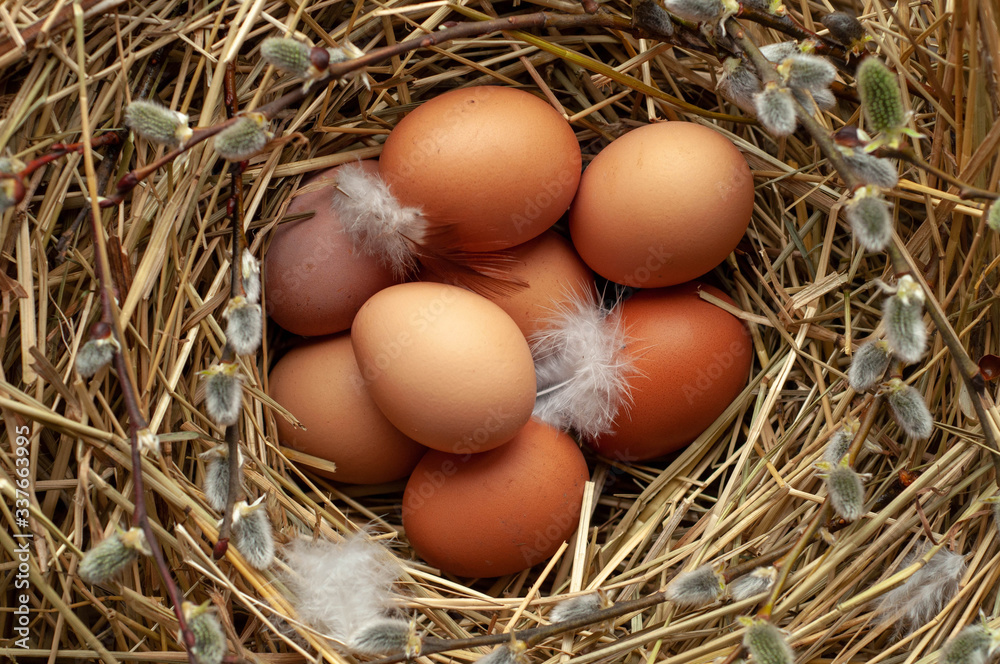 Chicken eggs, feathers in a nest with willow branches. Easter. Chicken eggs, feathers in a nest with willow branches. Easter.