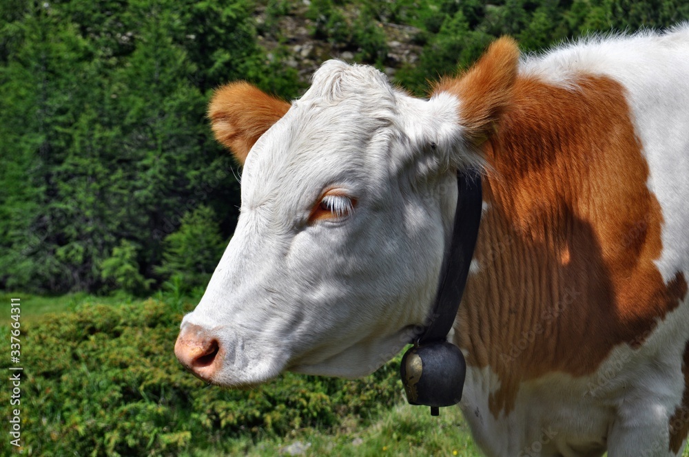 Fototapeta premium cow in a meadow