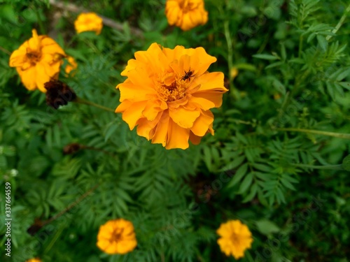 Tagetes erecta  Mexican marigold  Aztec marigold  African marigold  with natural background