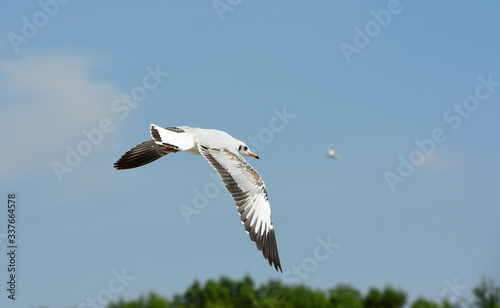 Seagulls flying over the sea. Pier on background