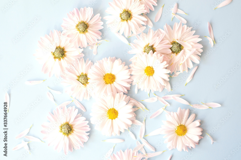A lot of flowers daisies with petals on a blue background. A lot of flowers daisies with petals on a blue background.