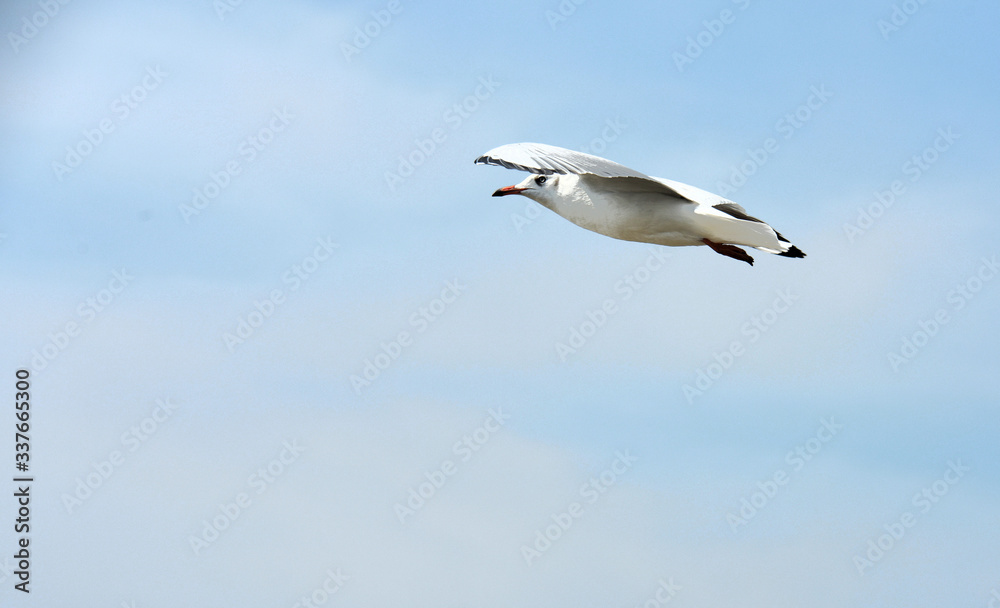 Obraz premium Seagulls flying over the sea. Pier on background