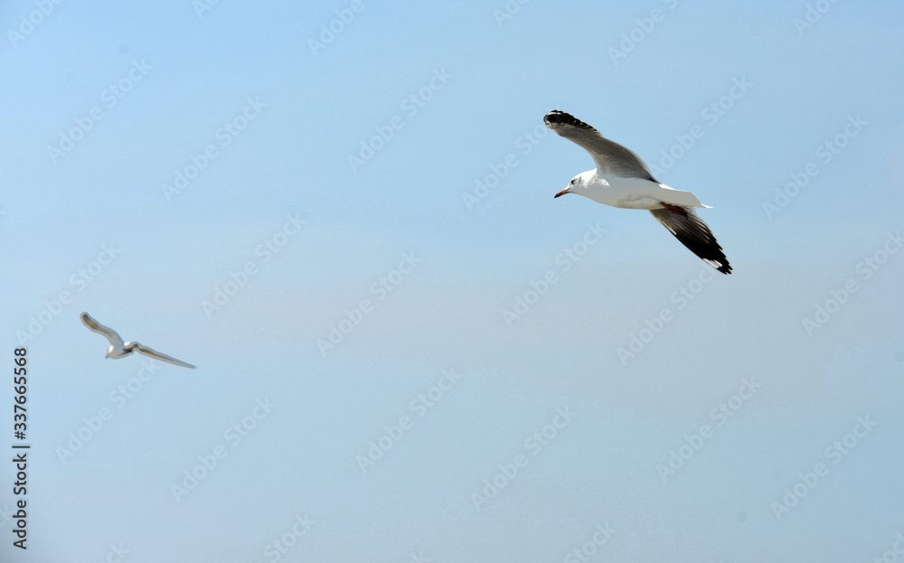 Seagulls flying over the sea. Pier on background Seagulls flying over the sea. Pier on background