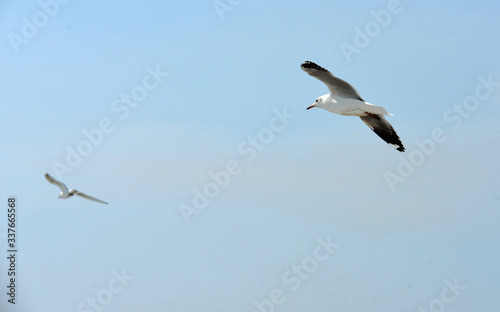 Seagulls flying over the sea. Pier on background