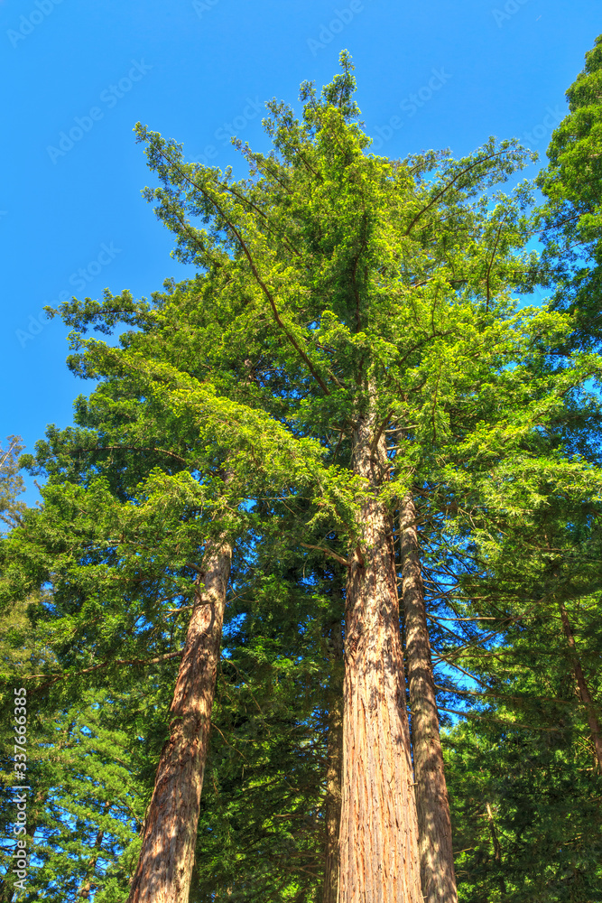 Obraz premium 100-year-old Californian redwood trees towering high into the sky. These specimens grow in Whakarewarewa Forest, Rotorua, New Zealand