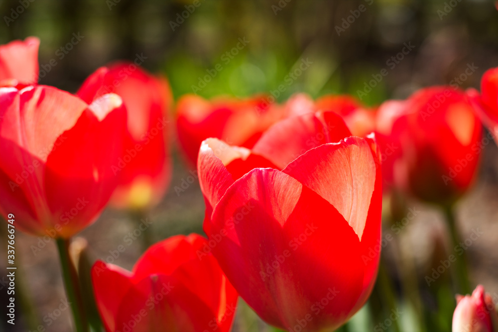 Fototapeta premium rote tulpen im frühling
