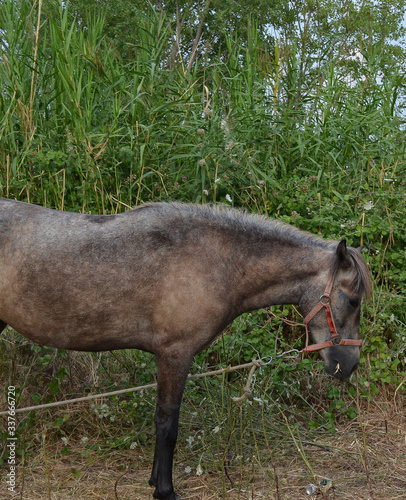 horse in a field