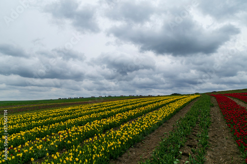 A magical landscape with blue sky over tulip field in Silivri  Istanbul