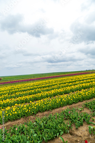 A magical landscape with blue sky over tulip field in Silivri  Istanbul