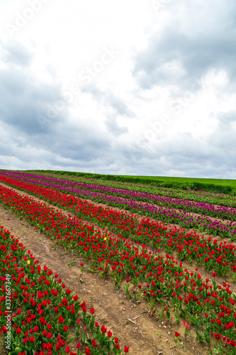 A magical landscape with blue sky over tulip field in Silivri, Istanbul © Birol