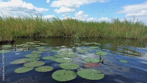 Chobe River in Botswana. Water lilies bloom on the clear blue surface of the river. Do not shore the green grass. Clouds in the sky © Вера 