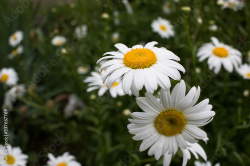 white daisies in a field