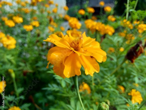 Tagetes erecta (Mexican marigold, Aztec marigold, African marigold) with natural background