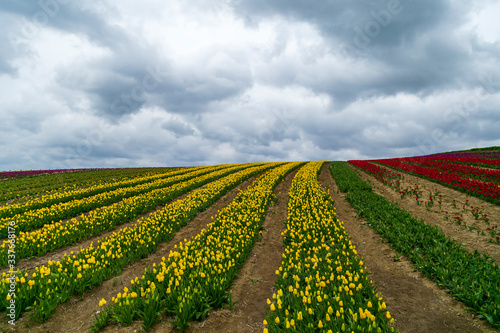 A magical landscape with blue sky over tulip field in Silivri  Istanbul