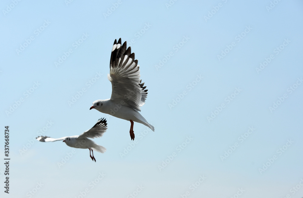 Obraz premium Seagulls flying over the sea. Pier on background 