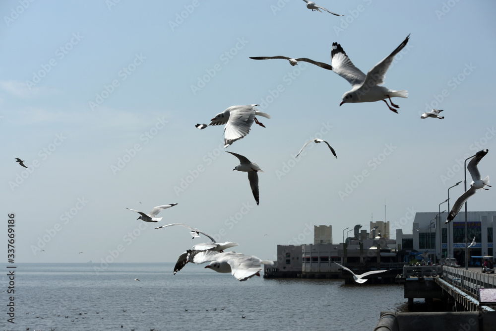 Seagulls flying over the sea. Pier on background	