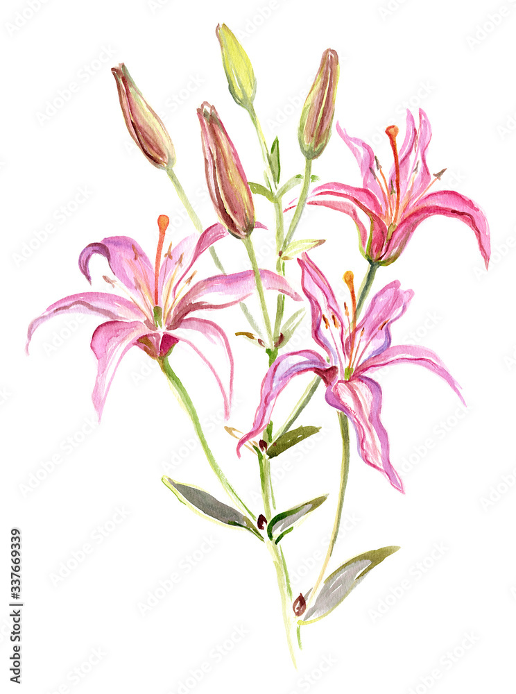 Watercolor on white: pink lily