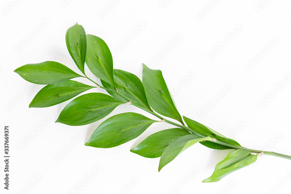 Green branch of a tropical tree on a white background Green branch of a tropical tree on a white background