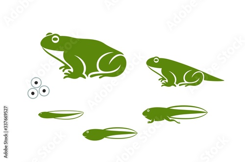 Stages of frogs life cycle. Abstract frog on white background. 