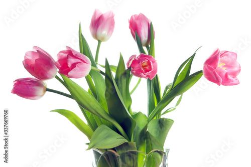 Pink tulips close-up on a white background