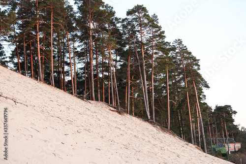 Coastal view with sand dune and pine trees.