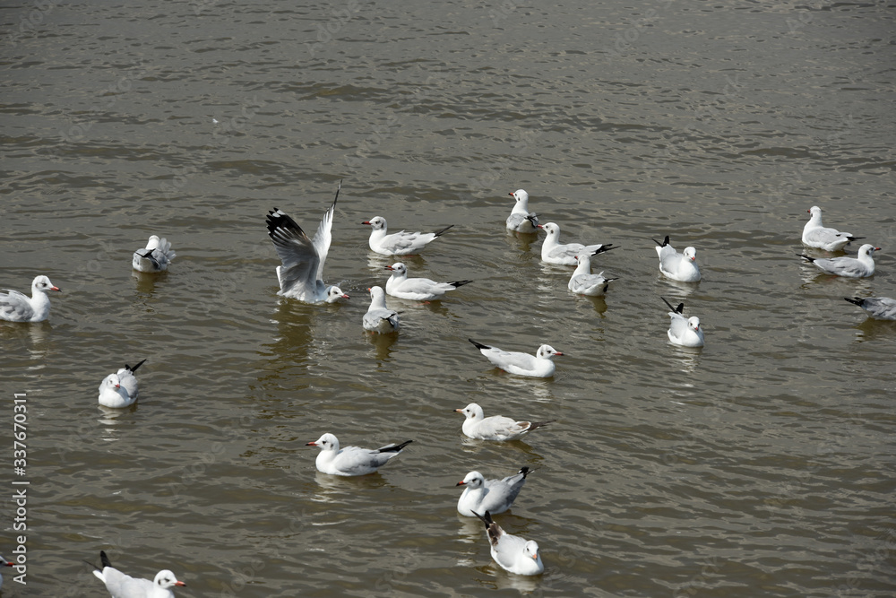 Seagulls flying over the sea. Pier on background Seagulls flying over the sea. Pier on background