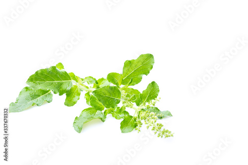 Fresh holy basil with water droplets isolate on white background