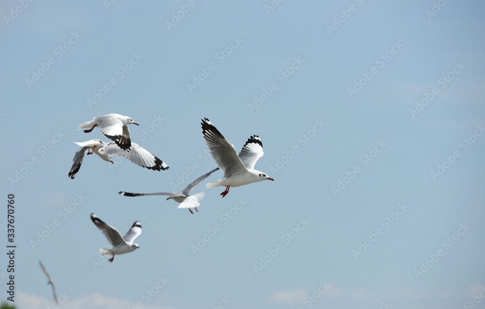 Seagulls flying over the sea. Pier on background Seagulls flying over the sea. Pier on background