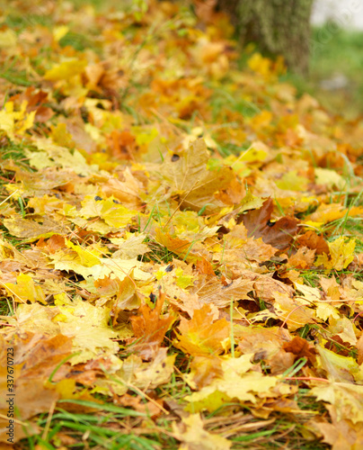Autumn leaves on the ground. Abstract background