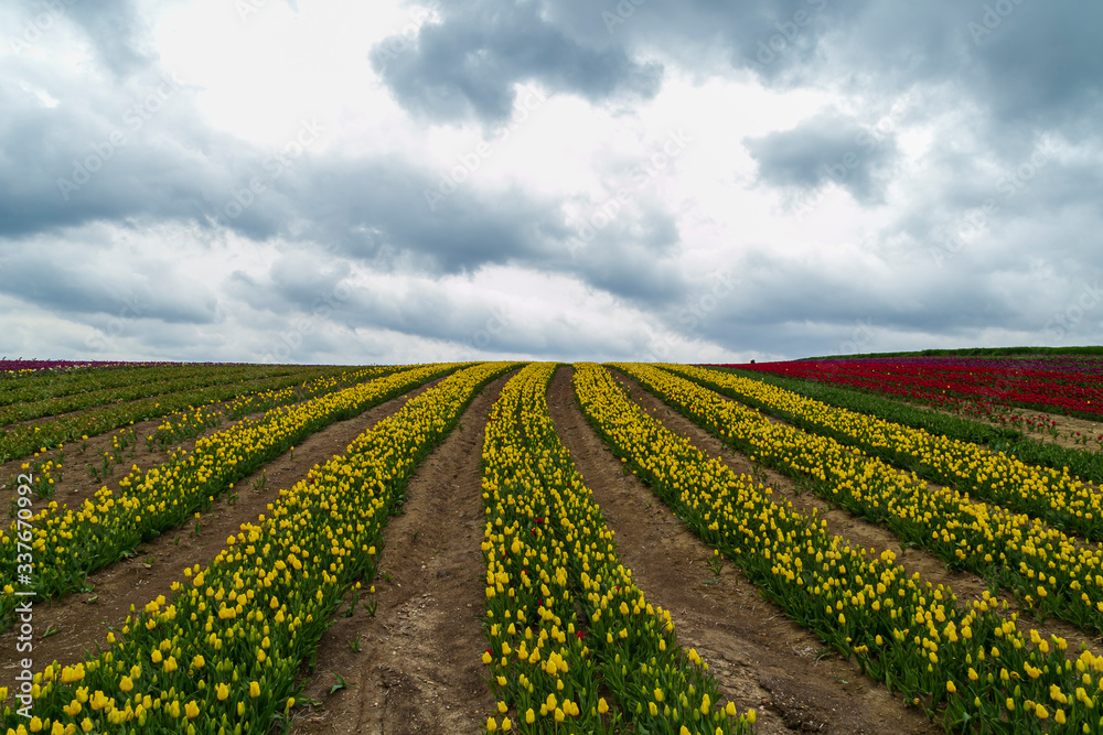 A magical landscape with blue sky over tulip field in Silivri, Istanbul