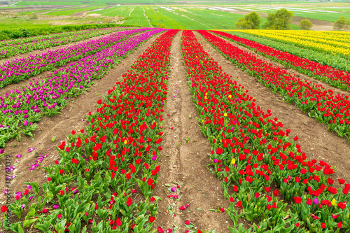 A magical landscape with blue sky over tulip field in Silivri, Istanbul