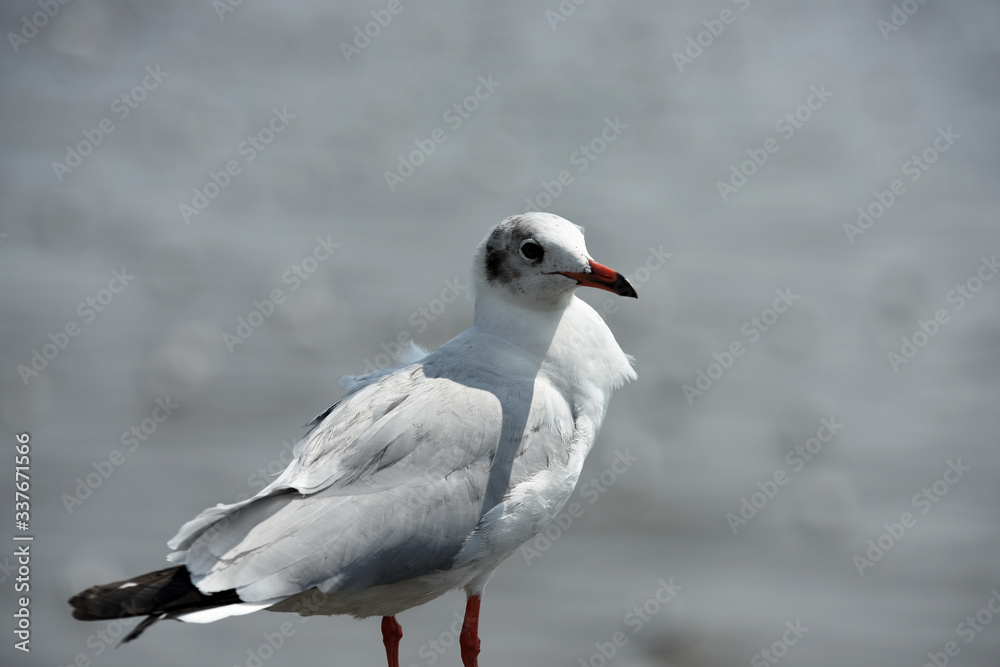 Seagulls flying over the sea. Pier on background Seagulls flying over the sea. Pier on background