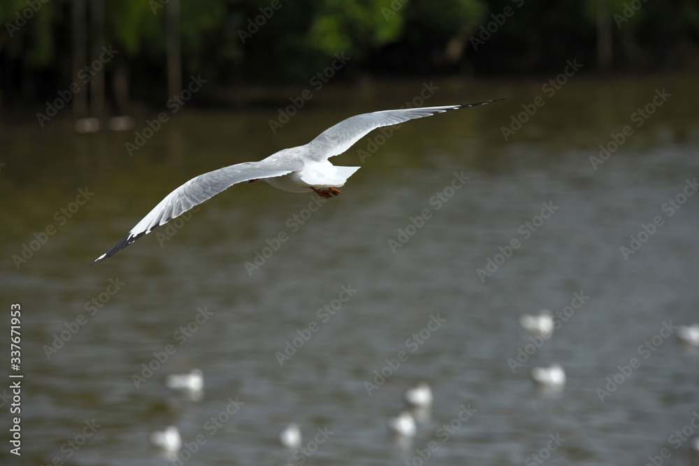Seagulls flying over the sea. Pier on background Seagulls flying over the sea. Pier on background