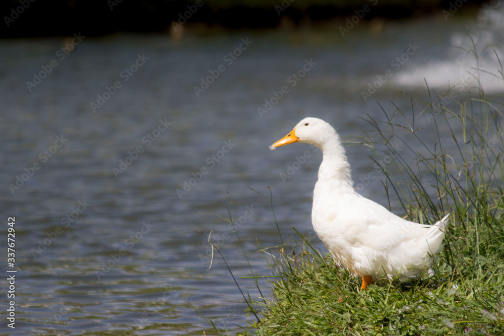 white goose on a pond