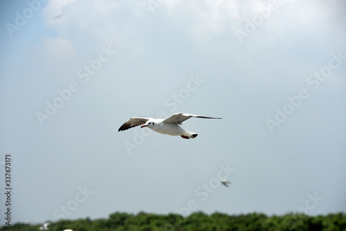 seagulls flying in a sky as a background