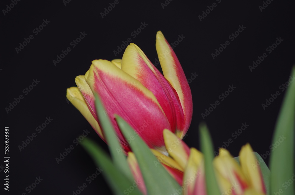 Naklejka premium Tulpe