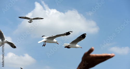 seagulls flying in a sky as a background © tharathip