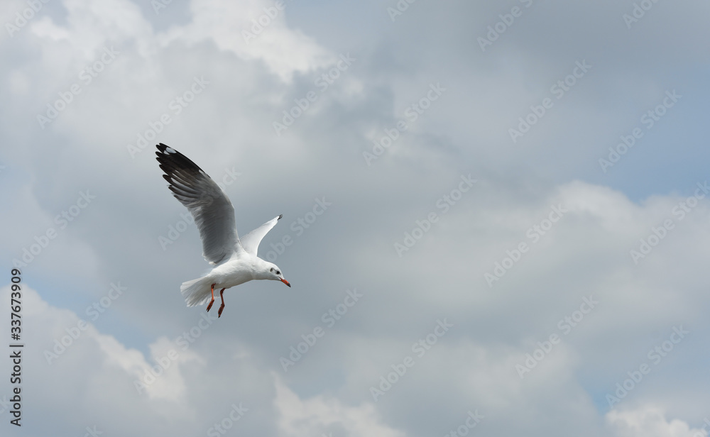 seagulls flying in a sky as a background seagulls flying in a sky as a background
